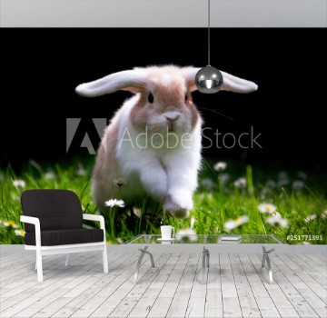 Bild på Ses Kaninchen springt glcklich im Gras zu Ostern  Cute Bunny jumping in Green gras 